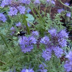 Meet your Posher, Dora